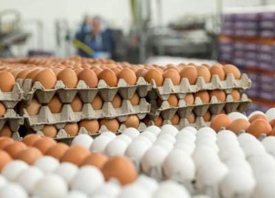 واردات 25 میلیون تخم مرغ نطفه دار گوشتی