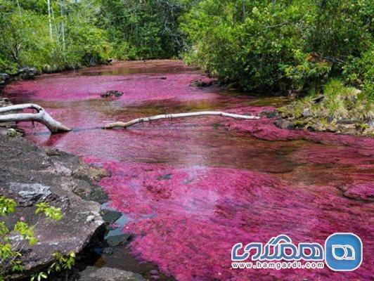 رودخانه پنج رنگ یکی از دیدنی ترین جاذبه های طبیعی کلمبیا رودخانه پنج رنگ یکی از دیدنی ترین جاذبه های طبیعی کلمبیا است